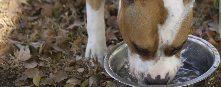 Na zdjęciu widzimy psa pijącego wodę z miski