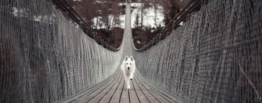 Pies, który biegnie w naszym kierunku po długim zwodzonym moście