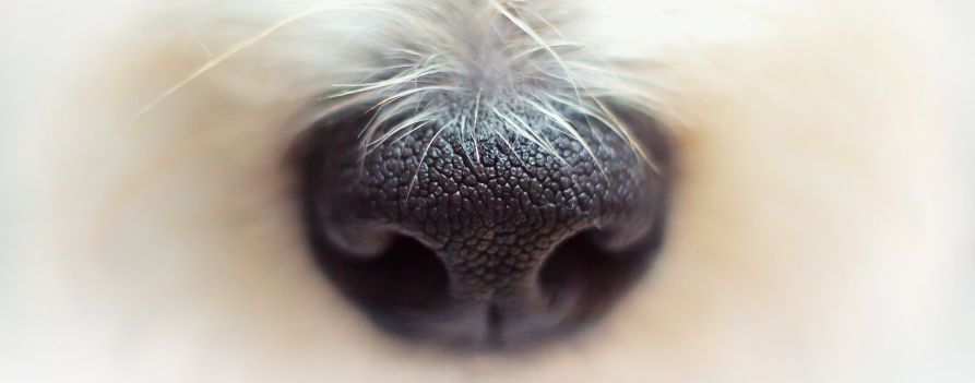Zbliżenie na nos psa, bardzo wyraźny nos i rozmazana pozostała część zdjęcia